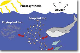 Marine Phytoplankton natural cycle. Photsynthesis, oxygen, zooplankton, phytoplanton
